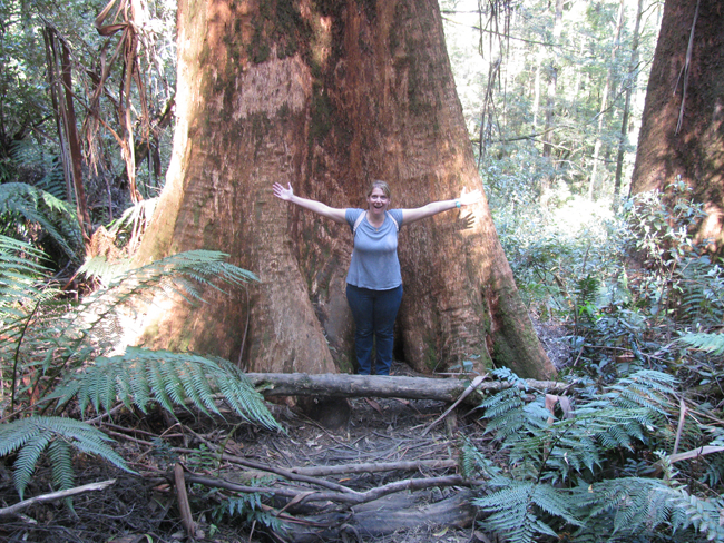  Went zip lining at Otway Fly but wasn't able to take photos. This is at Triplet Falls where we hiked just afterwards. Unbelievable trees! 