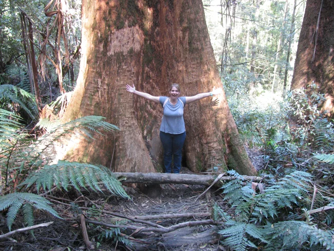 Went zip lining at Otway Fly but wasn't able to take photos. This is at Triplet Falls where we hiked just afterwards. Unbelievable trees!