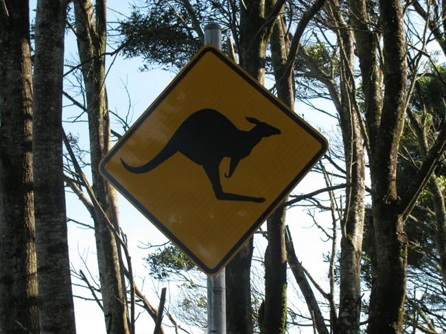 Sad we didn't get to see any wild kangas or koalas, but also happy we didn't run any over as well! Would do it all over in a heartbeat - what an amazing trip :D