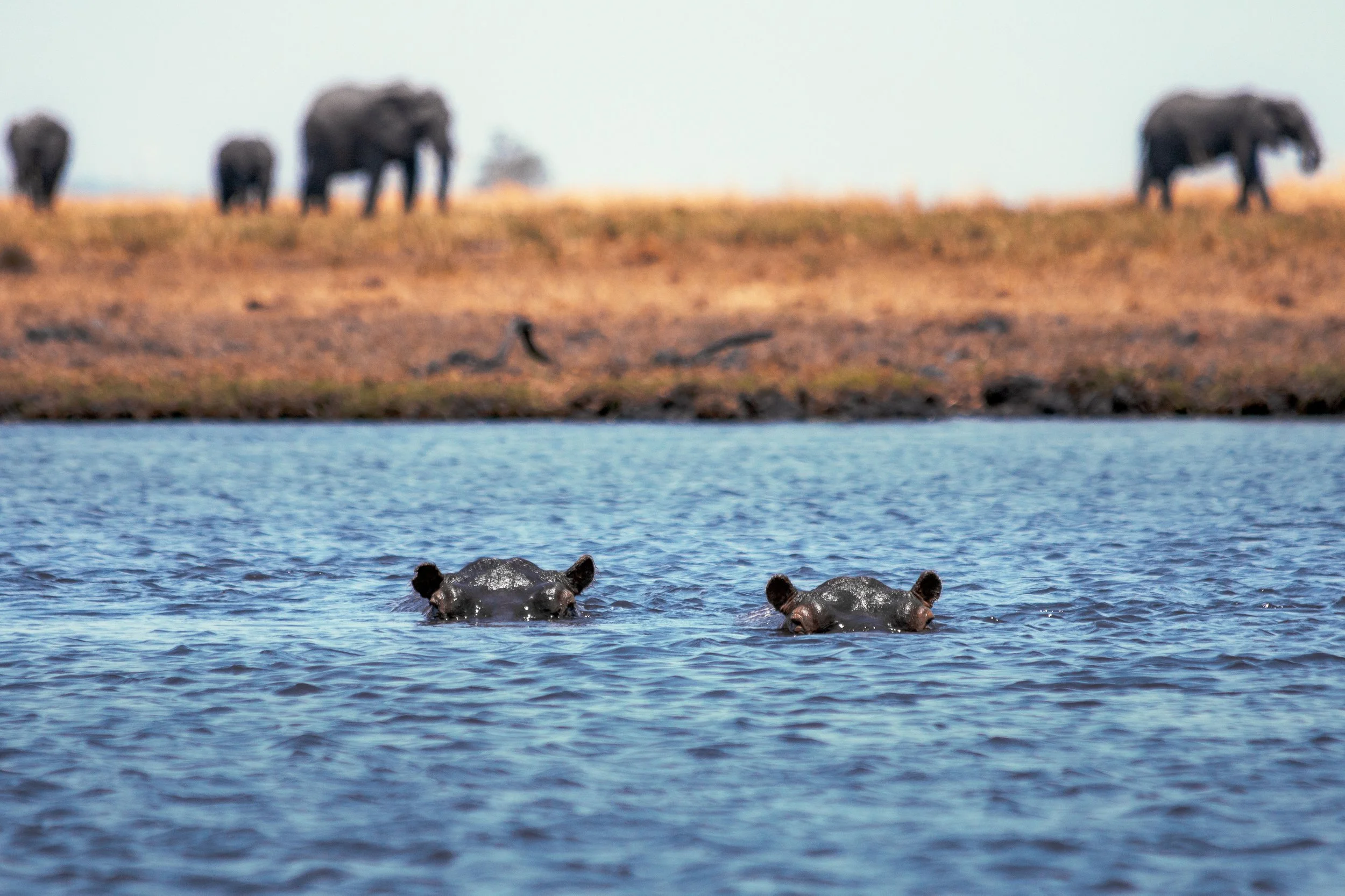 Chobe_TwoHippos.jpg