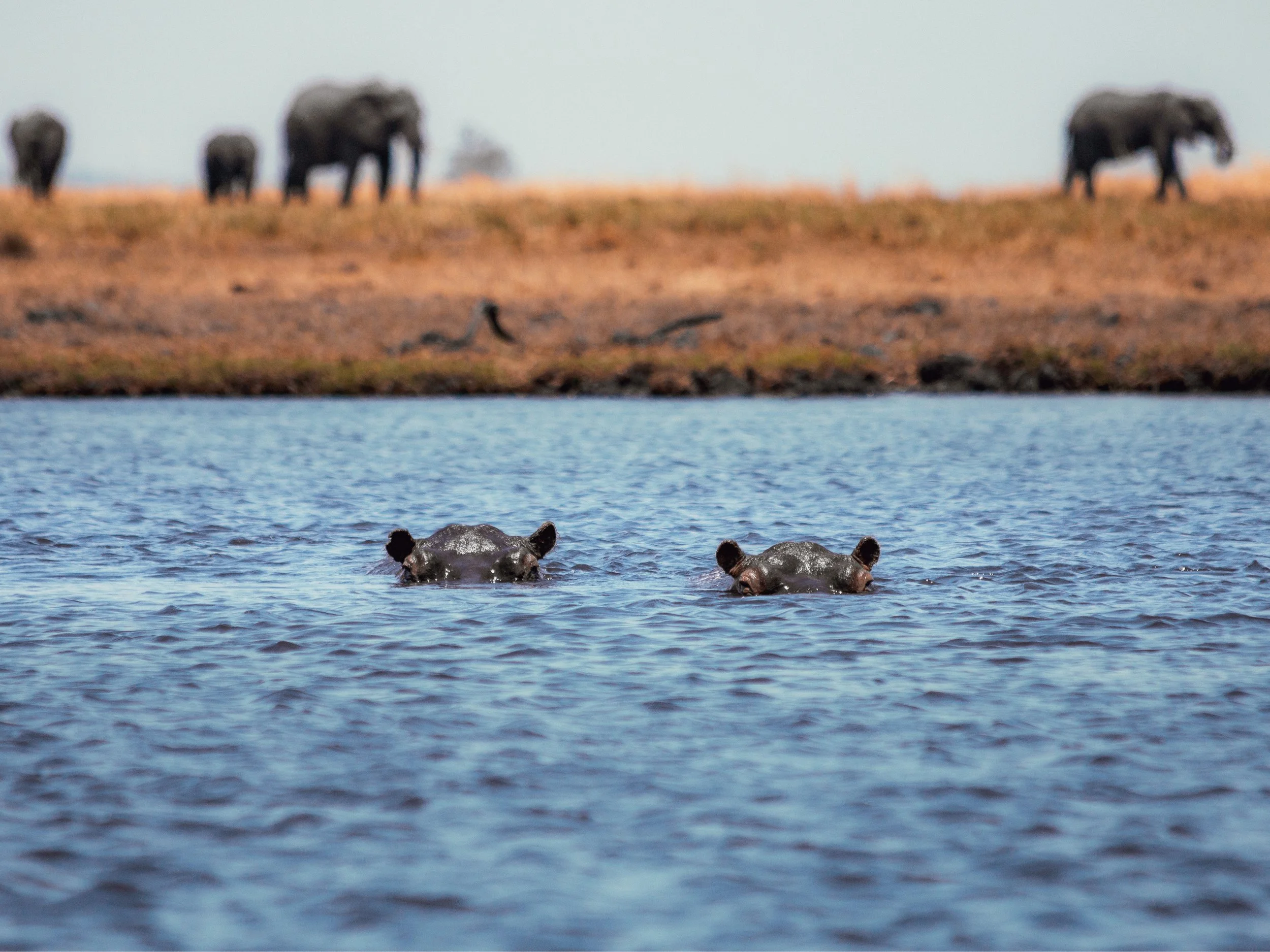Chobe_TwoHippos.jpg