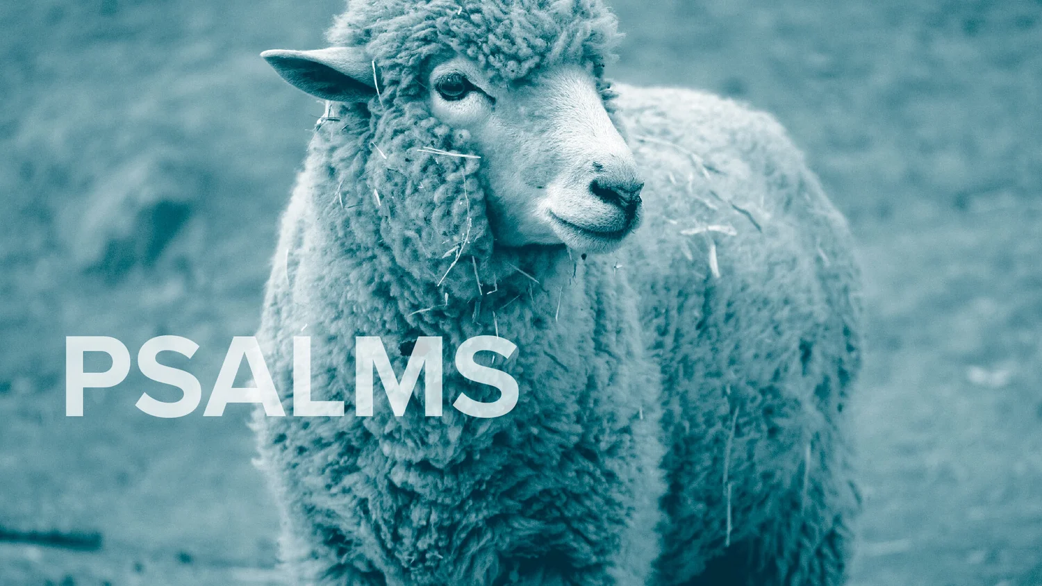 Psalm 1 + 2 episode artwork