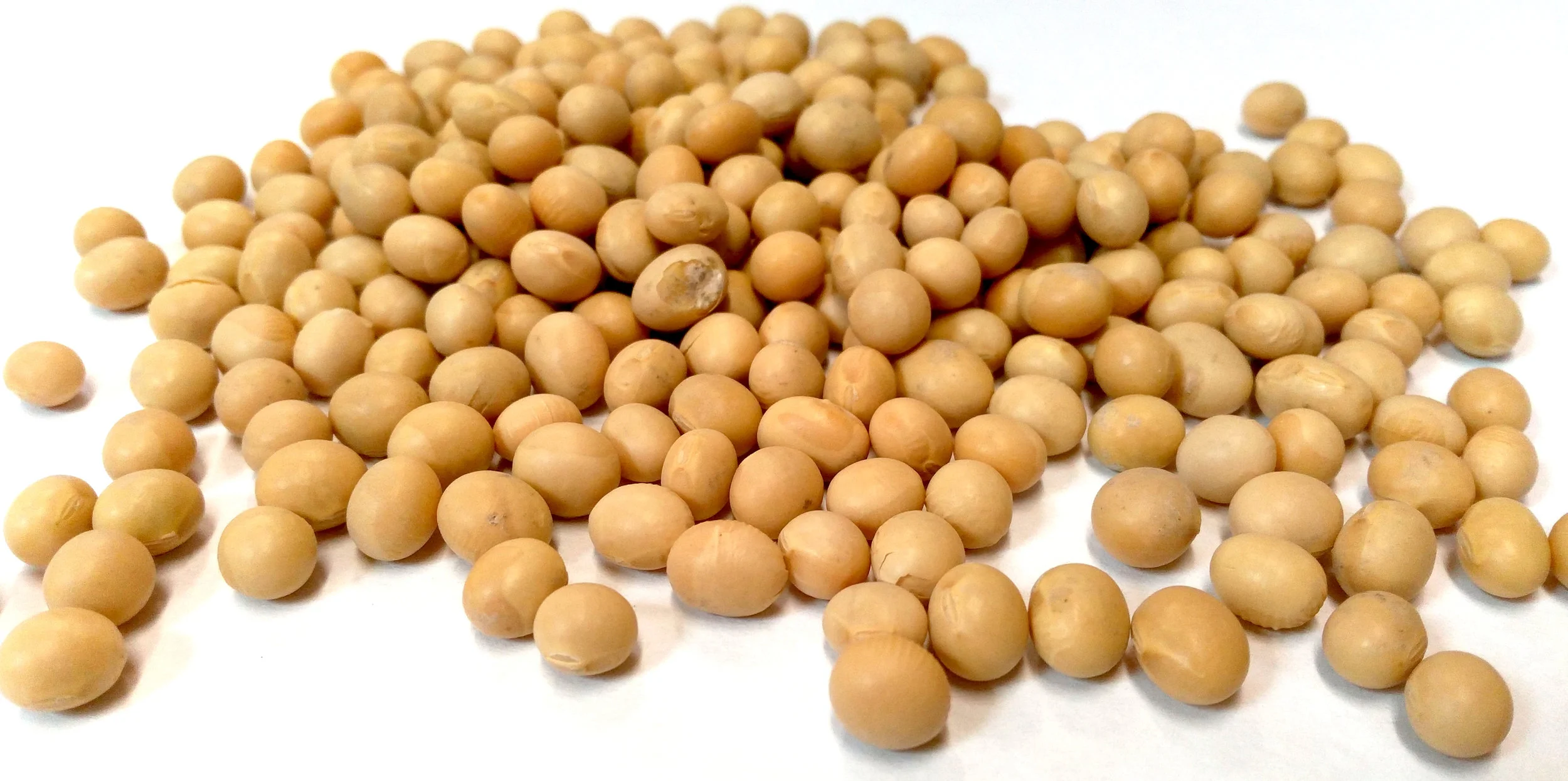 Soya Beans.jpg