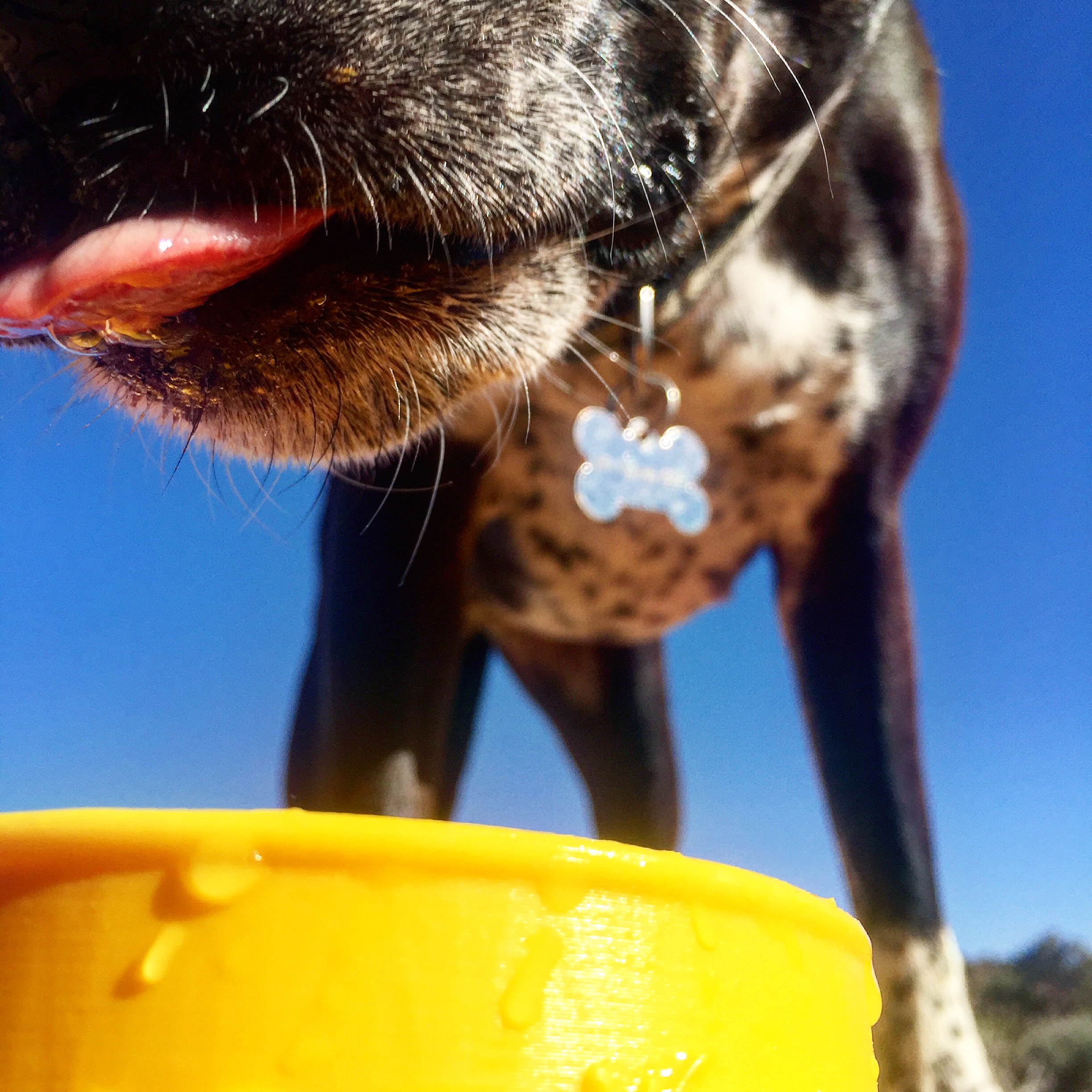 The PupCup Dog Water Bottle and Water Bottle Protective Cup Sleeve