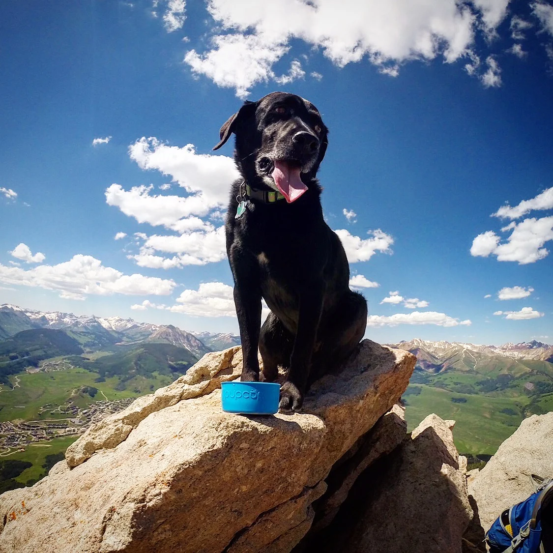 The PupCup Dog Water Bottle and Water Bottle Protective Cup Sleeve