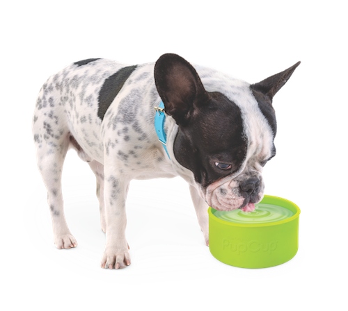 BostonTerrier.png