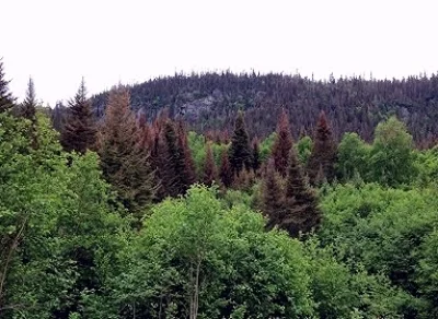 foresty.jpg