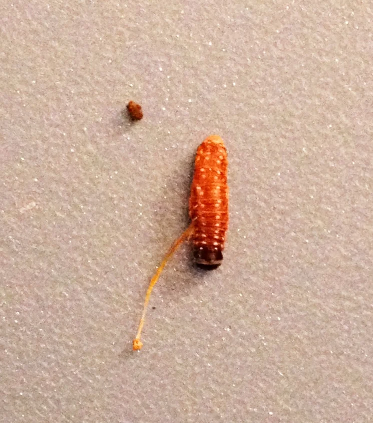   BIO2042 - Biostatistics II   Introduction to  general  and  generalized  linear models in ecology.           Syllabus 201 7     --------------------------  