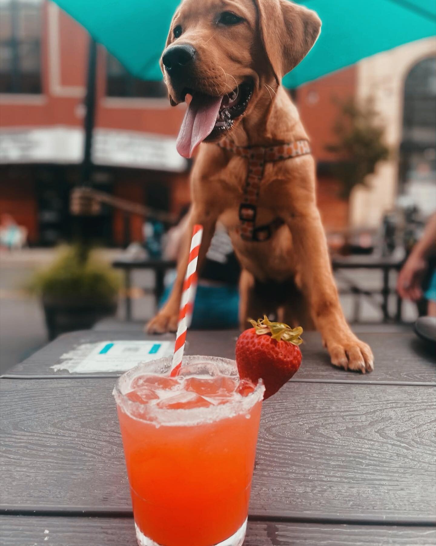 @thepup_mango 🥭 is here to remind y&rsquo;all that you&rsquo;re 2 days away from the weekend &amp; today&rsquo;s a good day for a mid week marg 🍓🌴
