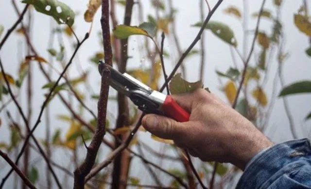 Pruning season is here