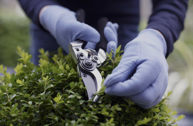 This Spring, Try Pruning Instead