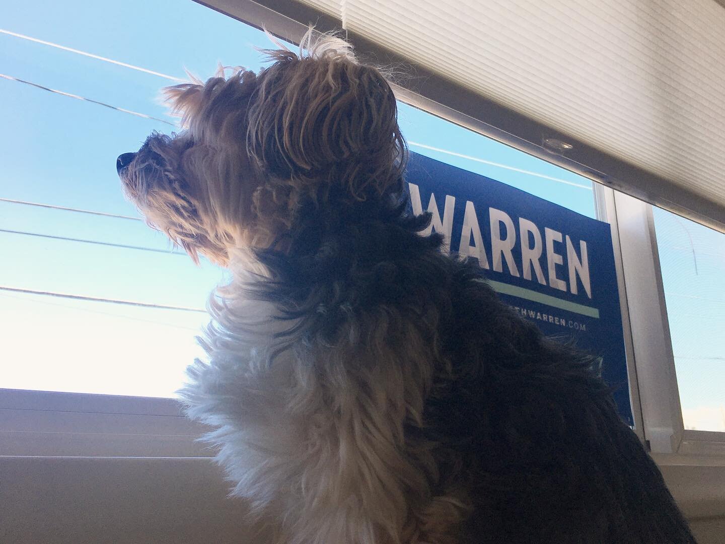 Merlin has been campaigning for Bailey&mdash;I mean, Elizabeth&mdash;Warren from the window. He says, &ldquo;dream big, bark hard, and win!&rdquo; 🗽#LFG #warren2020