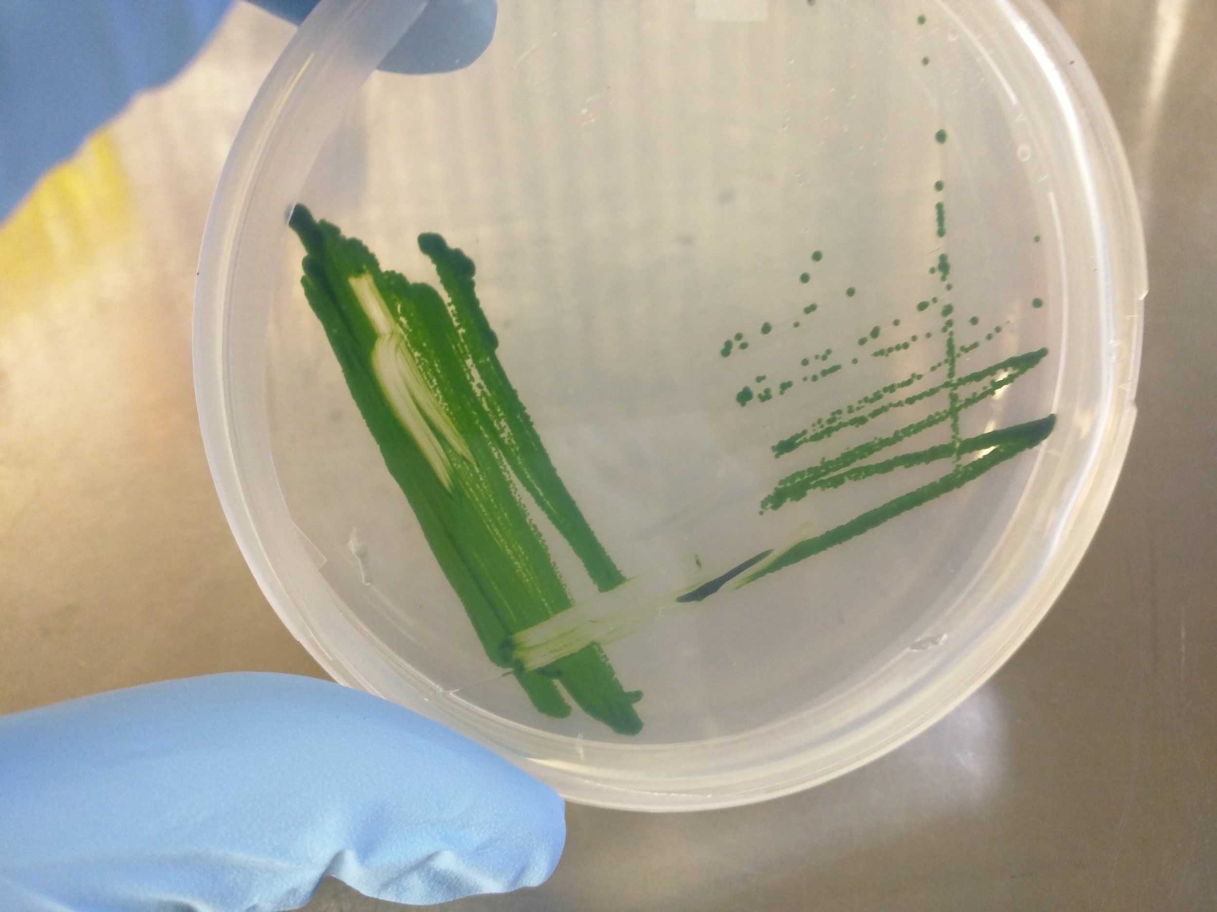 The green microalga, Chlmaydomonas reinhardtii , grown on Tris-Acetate-Phosphate (TAP) medium.