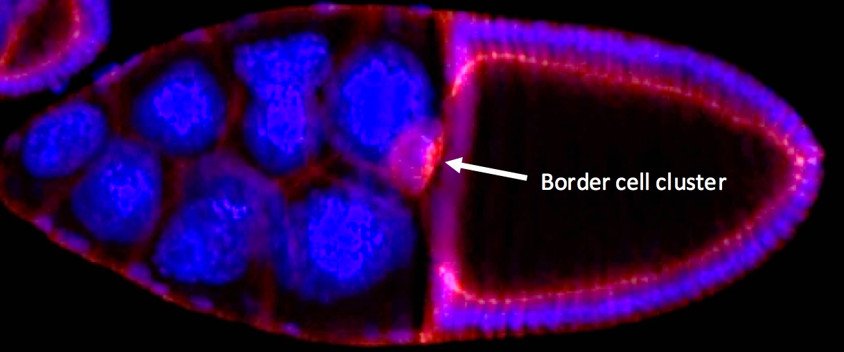 Stage eight fruit fly ovariole where the border cell cluster displays a normal pattern of migration.