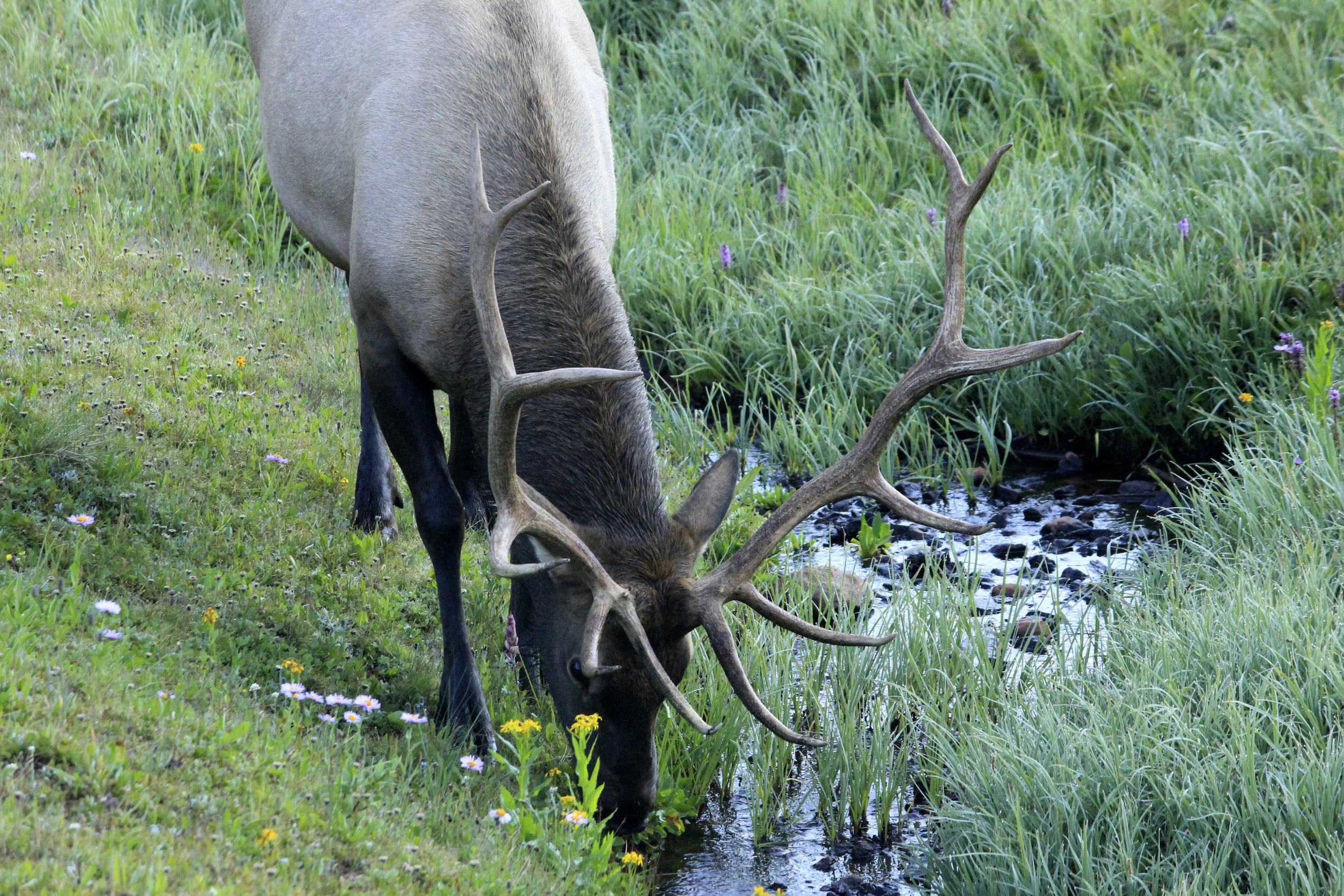 colorado-rocky-mountains-national-park-deer-drinking-water.jpg