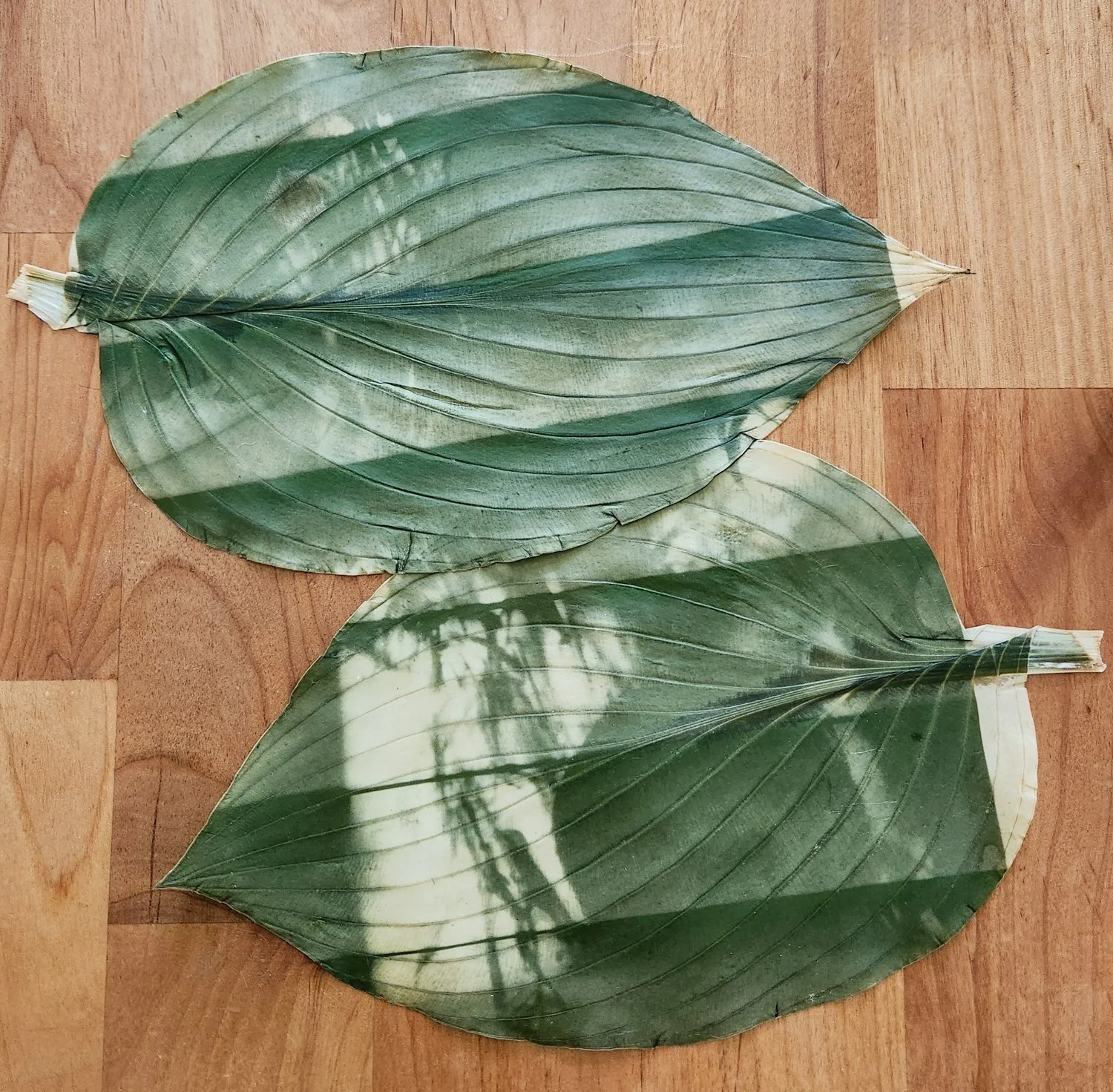 Chlorophyll Printing Workshop with Rosalba Breazeale