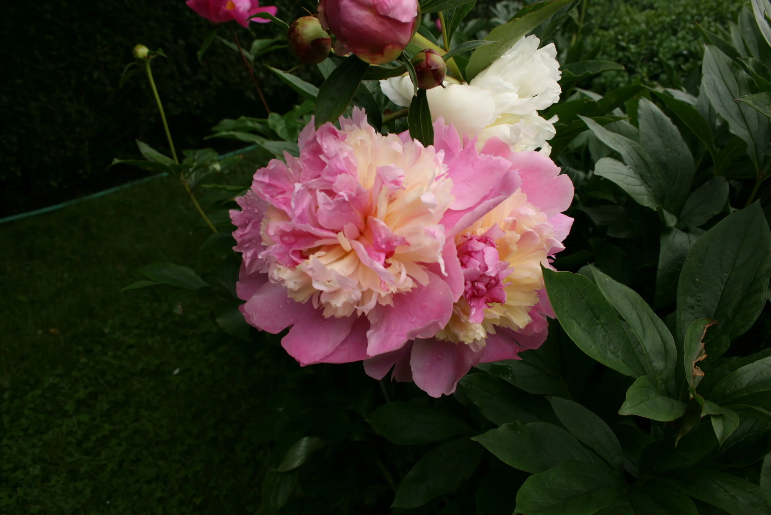 Newport Gardens, TJ Brown, Summers '07-'09