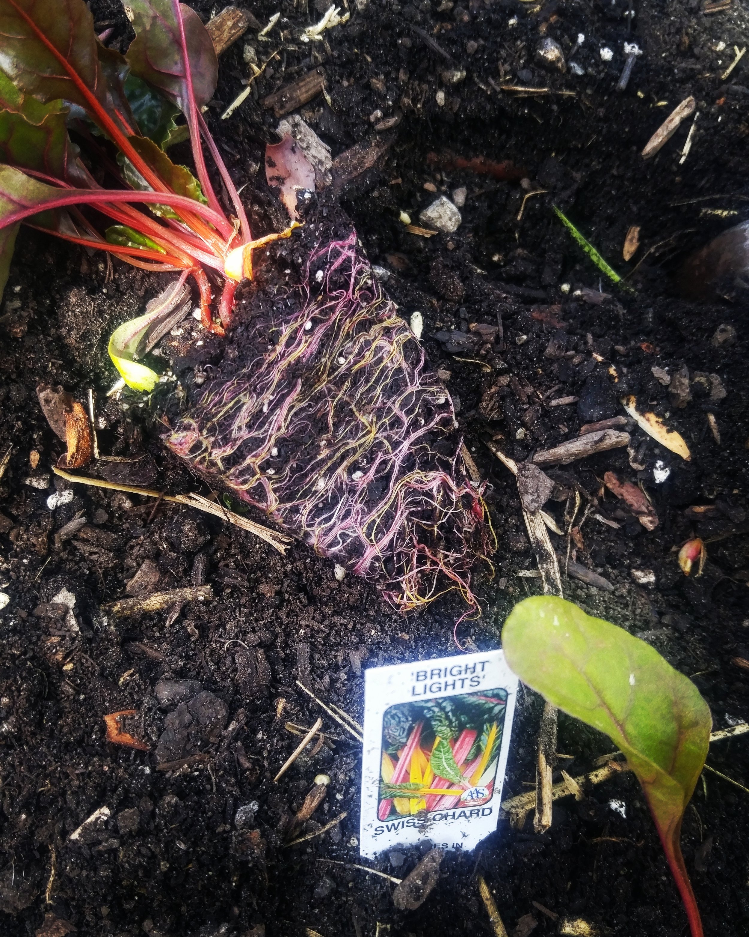 I planted some cold weather crops for a client in her raised beds filled with compost. I love how the Swiss Chard's roots are just as colorful as their leaves.