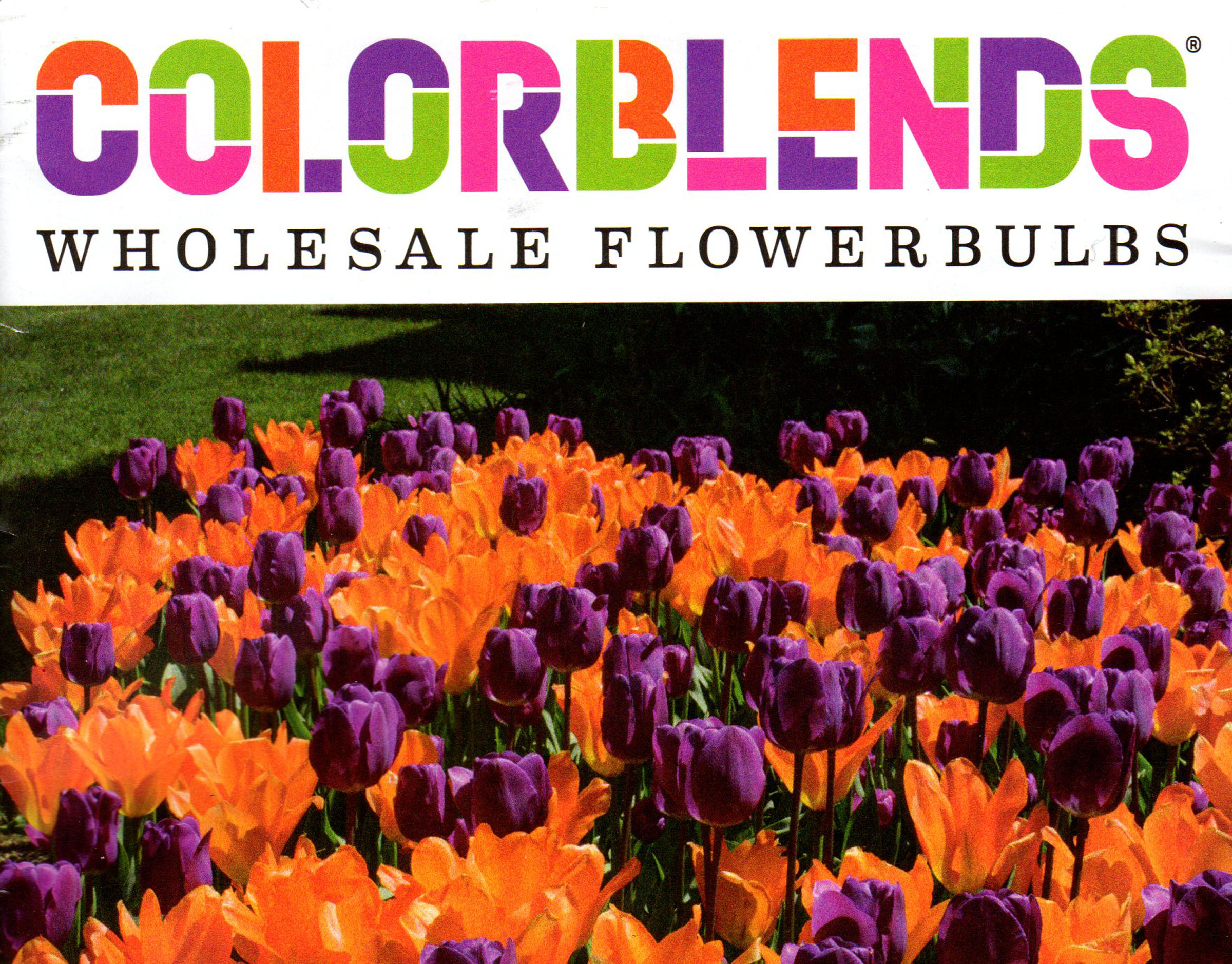 The cover of Colorblends's 2017 catalog