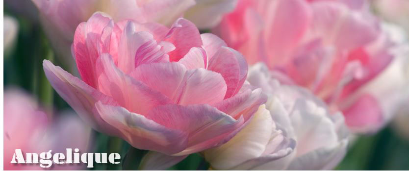 A photo from Colorblends's website of their Angelique