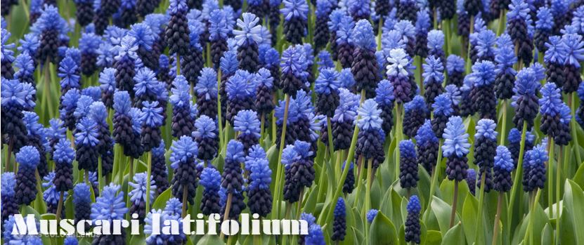 A photo from Colorblends's website of their Muscari latifolium