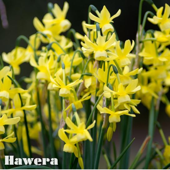 A photo from Colorblends's website of their Hawera