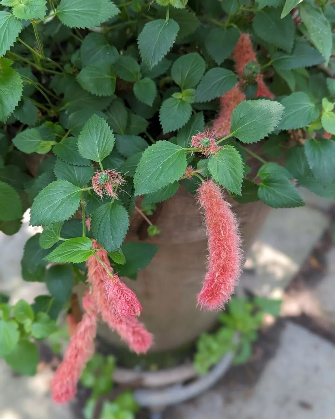 I grabbed this Chenille Firetail when I saw it at the nursery because I don't find them much. Great shade plant! #chenillefiretail

Garden Report

The heat has pssed here in Boston (for the moment). Longer work days for me because its cooler! I don't