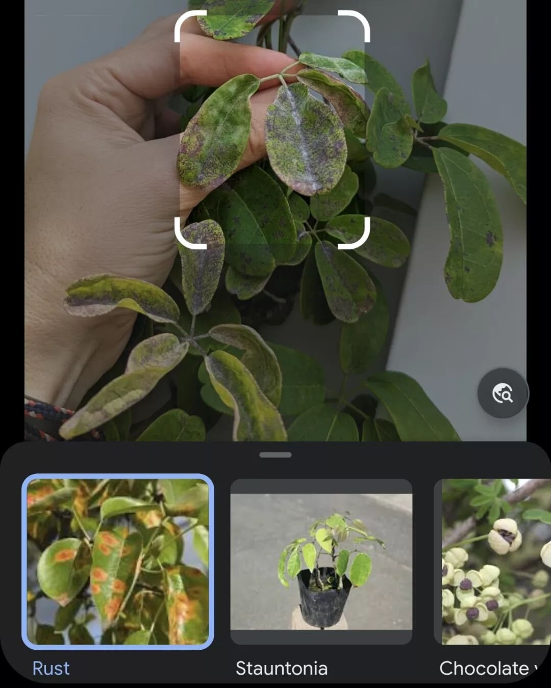 If you have questions about your garden, ask Google Lens. I've found it's better than plant apps. You can ask it about bugs in addition to diseases and the flower type

Garden Report

Cold crops like the sweet peas burned up in the 90 degree heat the
