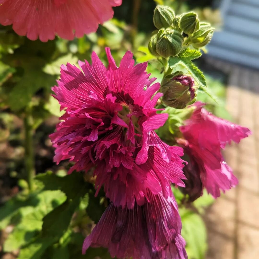 Too bad you can&rsquo;t paint over funguses on plants like Alice did to roses. Then they would look perfect

&nbsp;
Garden report

The hollyhock flowers are looking lovely right now, but I wish I could put makeup on their yellow rust pimples like I d