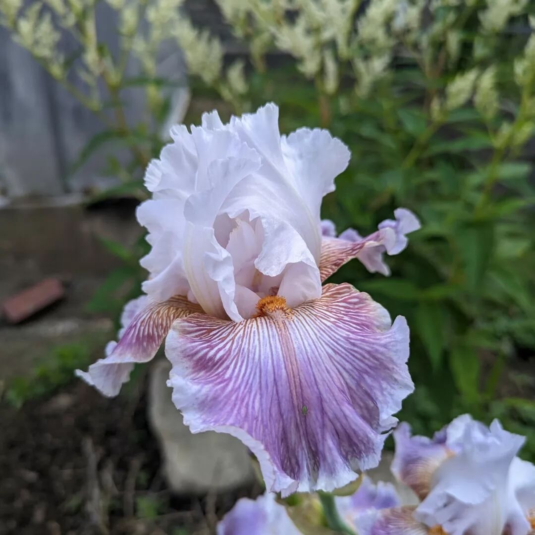 OMG !!!! This iris is so lit! 

It was a bonus from my @schreinersgardens order. I can't believe I didnt pick it out myself! Allieforthesoul on etsy made a painting of this kind of iris - Discovered Treasure. You can see the colors are different on h