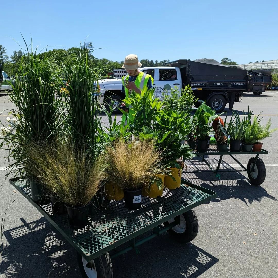 Today was a big plant material day. I'm trying to plant everything before the heat waves come. The plants have a better chance of surviving if they have their roots settled

I'm extra behind. I just had surgery because my IUD was out of place and pok