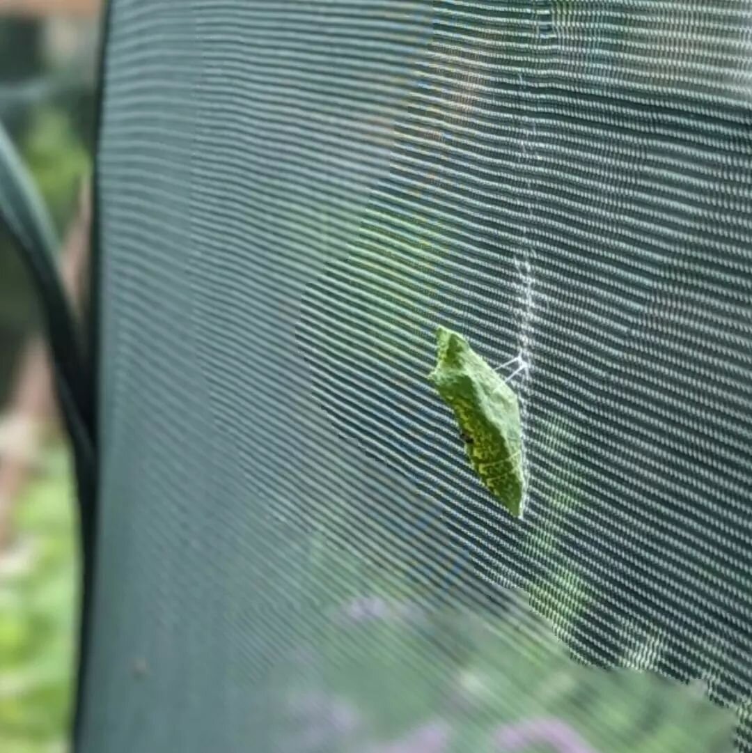 Hi! It&rsquo;s me! A &ldquo;time capsule&rdquo; here for you to keep safe and watch as I slowly dance through time and give you (human) another life lesson.

&nbsp;
Garden Report

The Northern Swallow larvae are back in my garden. This year I&rsquo;m