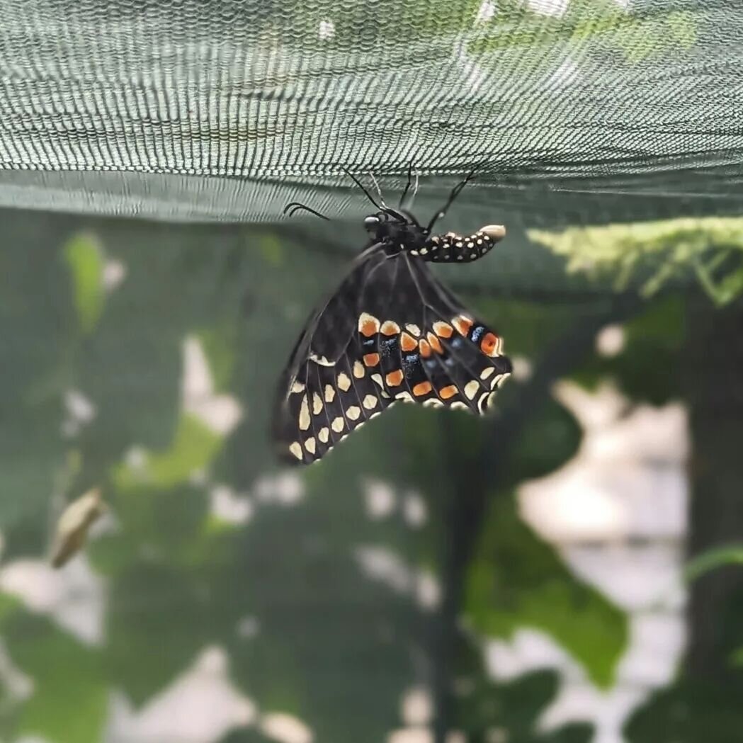 A Northern Sallowtail butterfly hatched! I think it took 2+ weeks before it emerged from it's chrysalis

Garden Report

Some chrysalises haven't opened yet even though they were made before this one opened. It's possible they will over winter.

Lots 