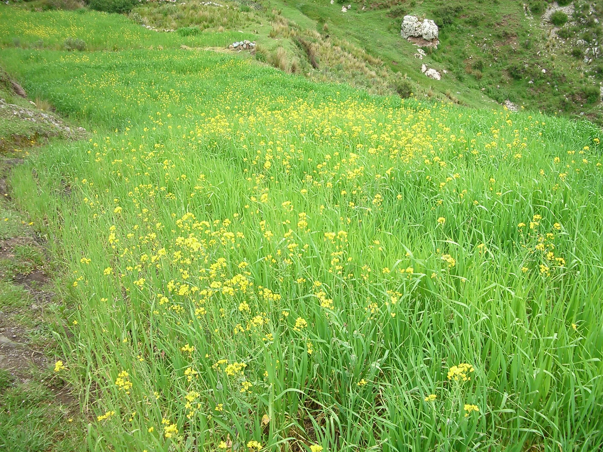 IMGP5226.JPG