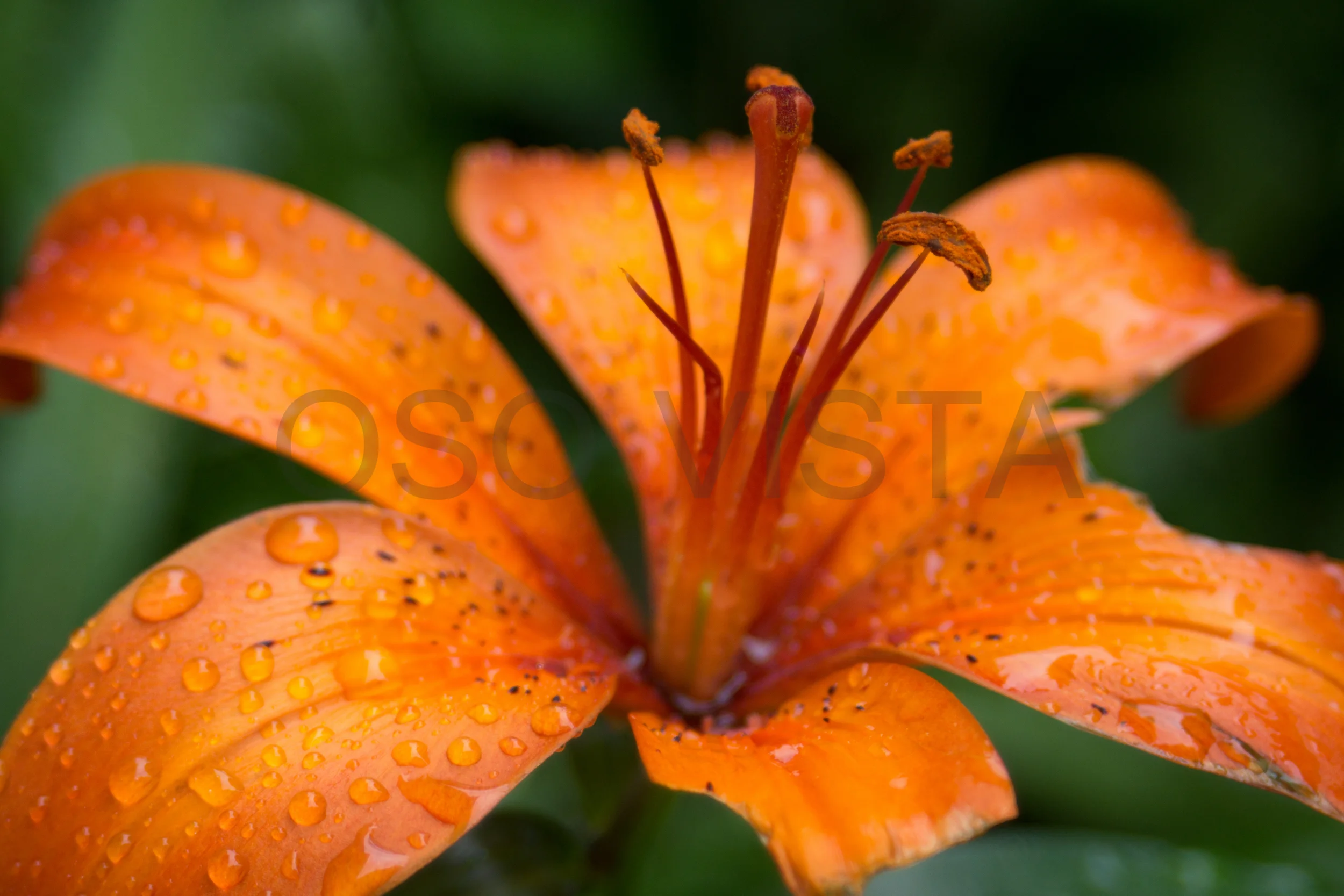 DSC07490-2.jpg