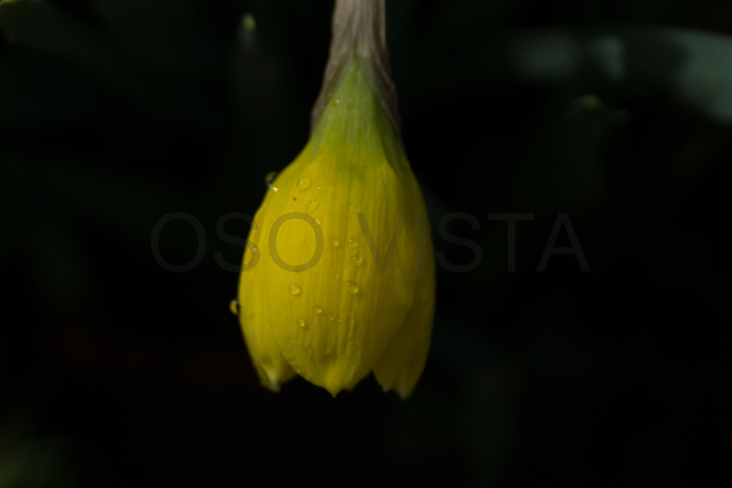 DSC03942-1.jpg