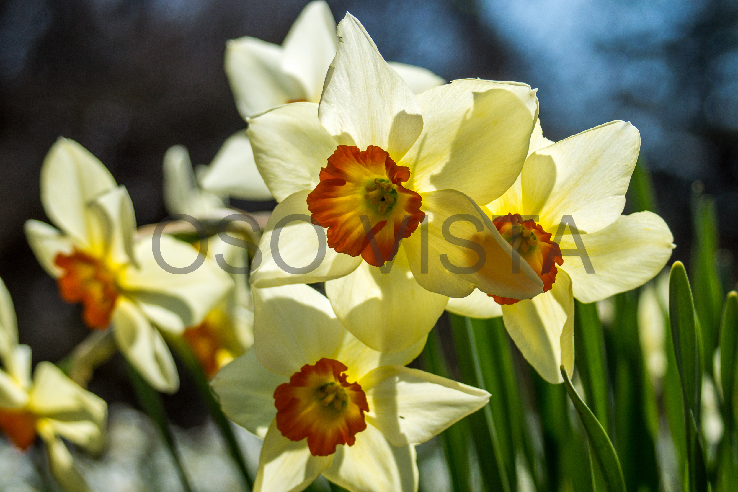 20140417-DSC03567-2-1.jpg