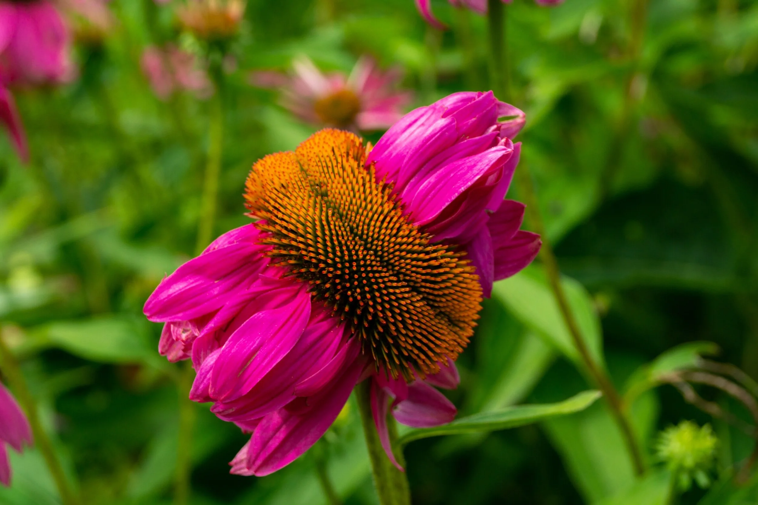 D85C343F-A8EF-4590-BCCF-69F2053E40D3