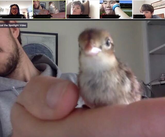 When baby quail meet the k-4 students. (Swipe for reactions). ❤️🐣#tsbbelonging