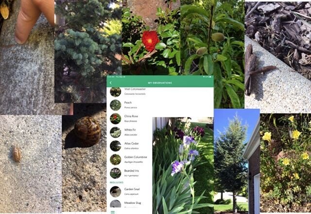 Kinder STEM students practiced acting like a biologist and used the @seekbyinat app to identify living things around them. The collage was submitted by a student of all the things they found just this afternoon! #tsbstem
