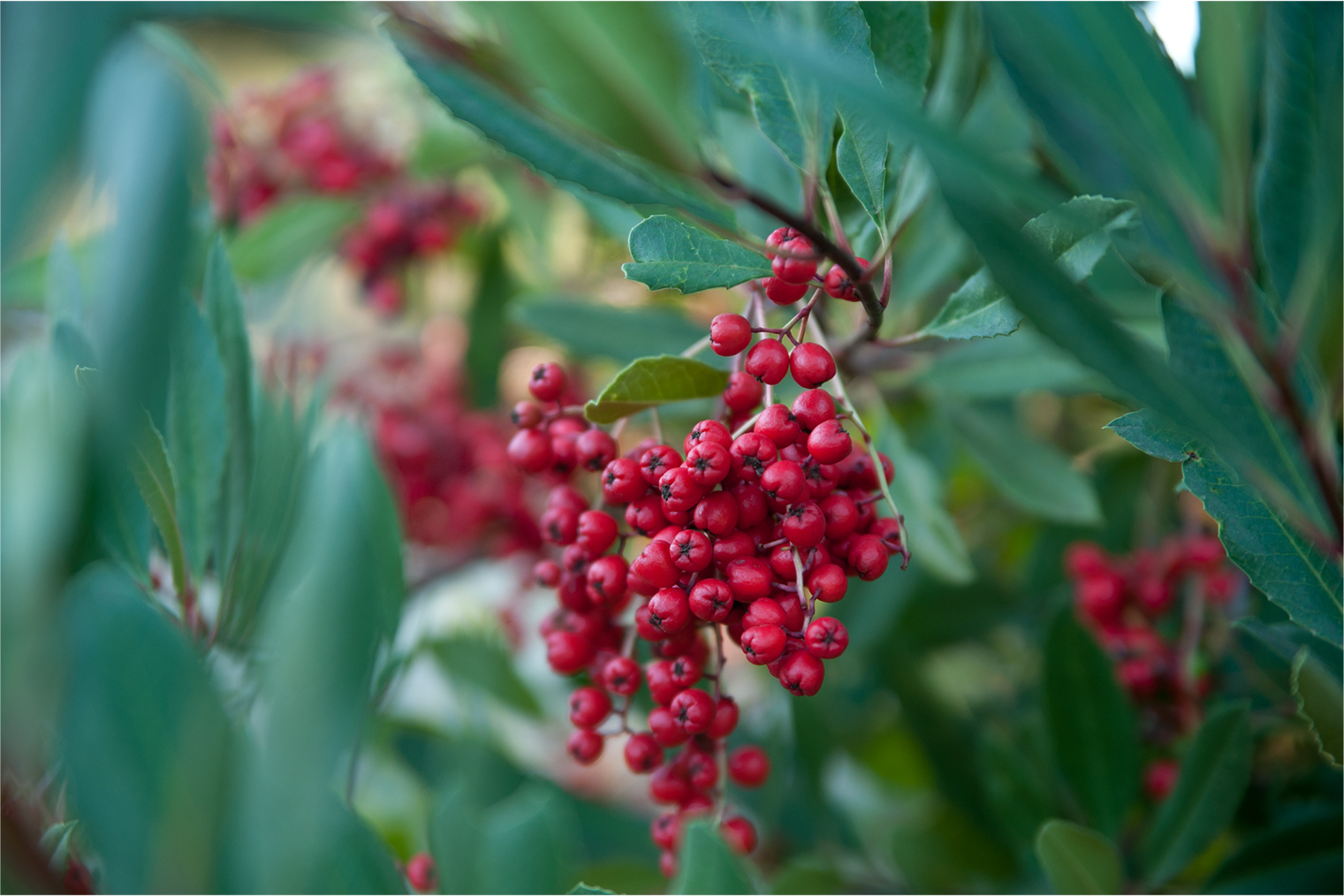 Toyon.jpg