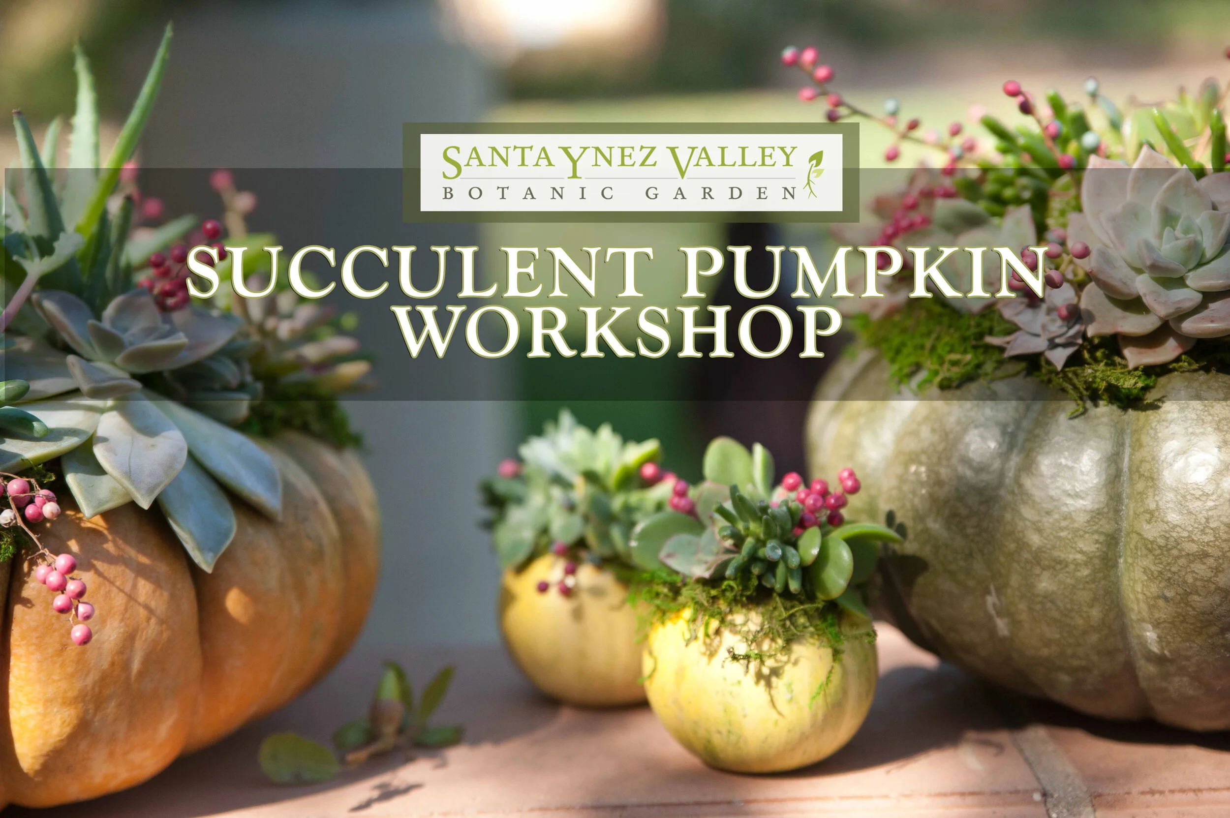Succulent Pumpkin2020.jpg