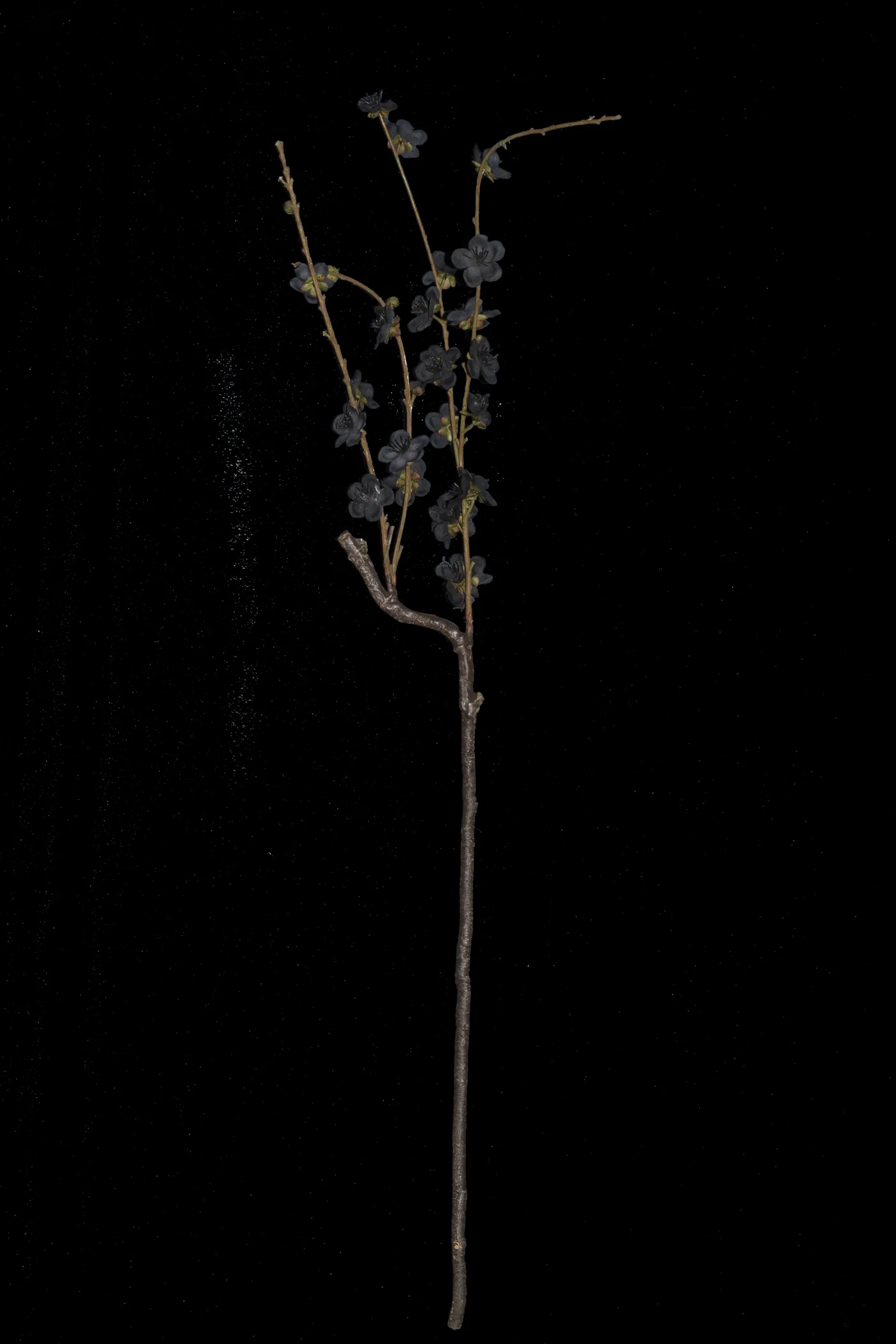 CB-Branch