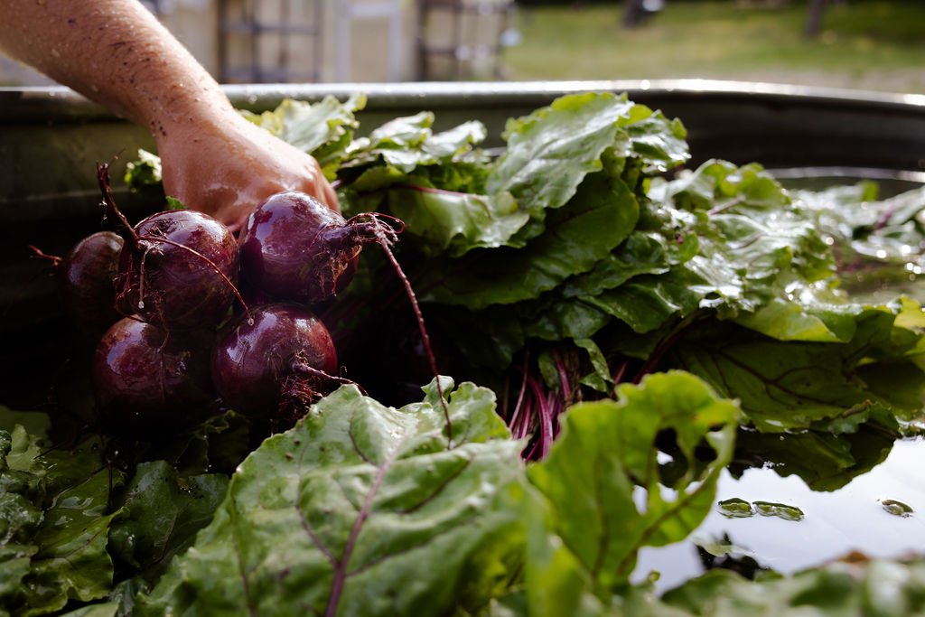 Vitruvian_Farms_June_2023_0062-2.jpg