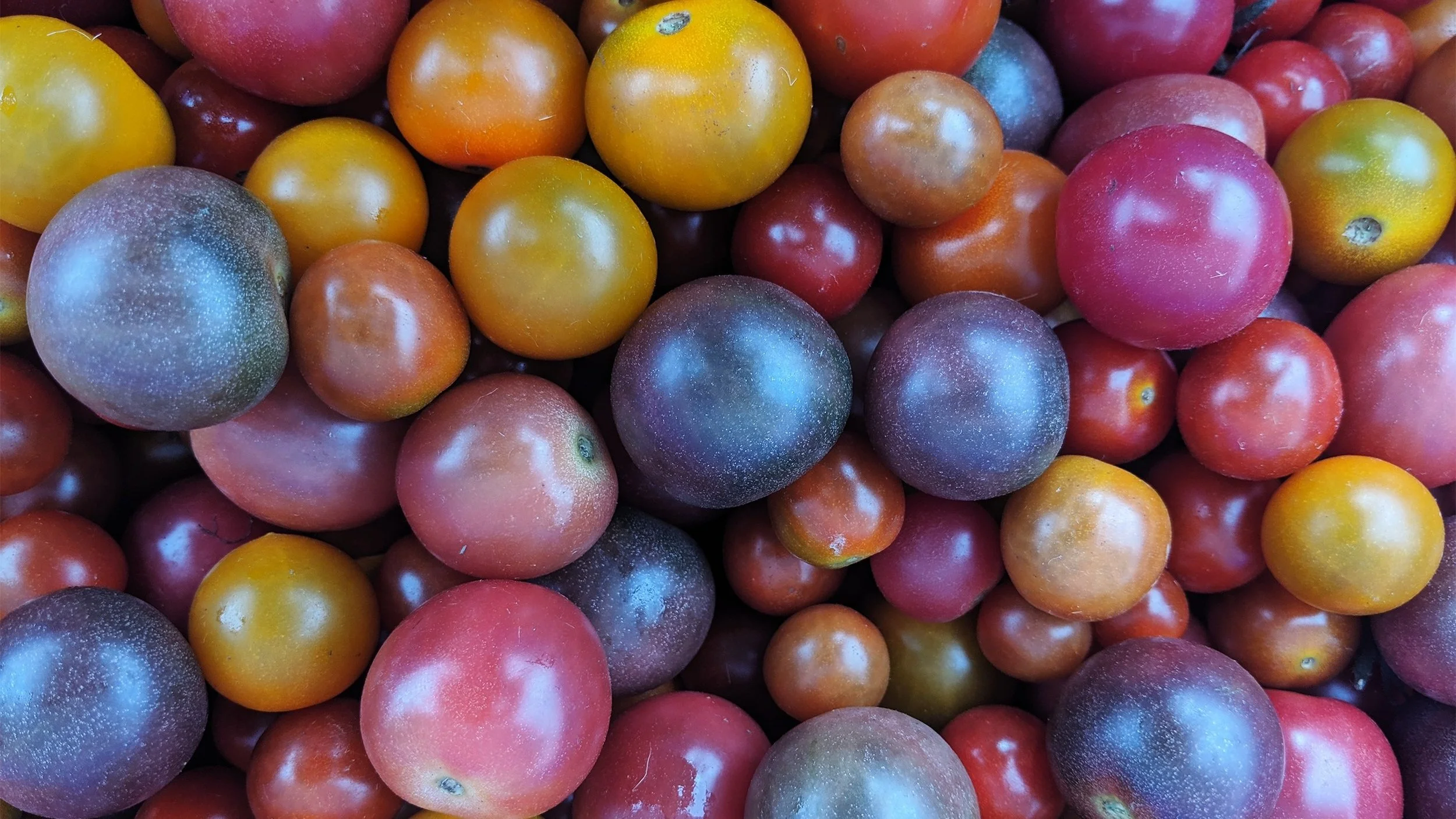 CherryTomato_VitruvianFarms.jpg