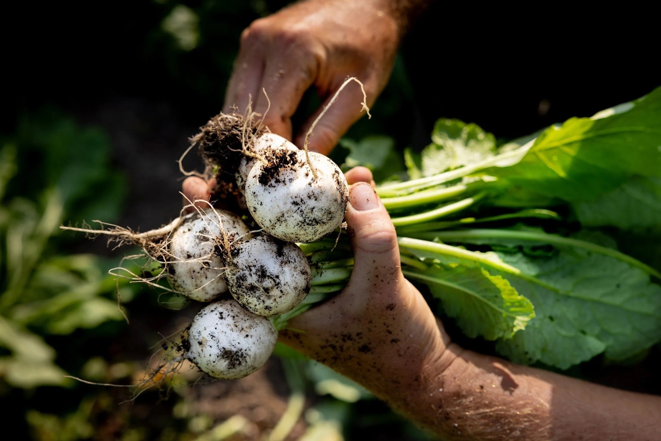 Hakurei Turnips