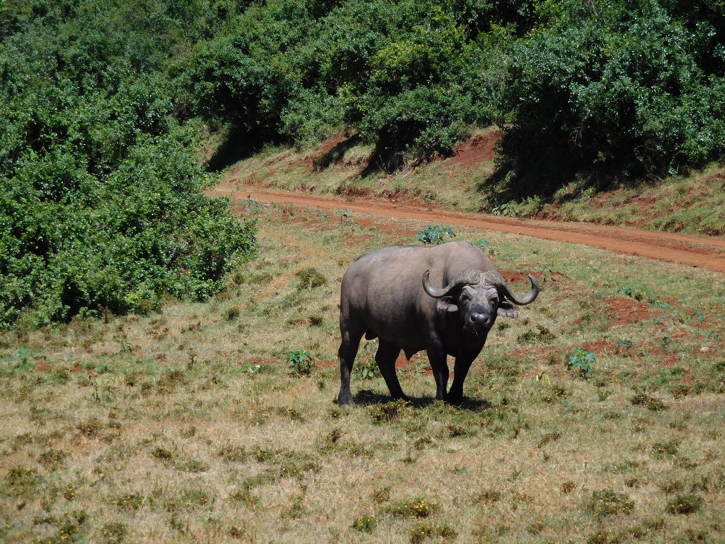 CAPE BUFFALO