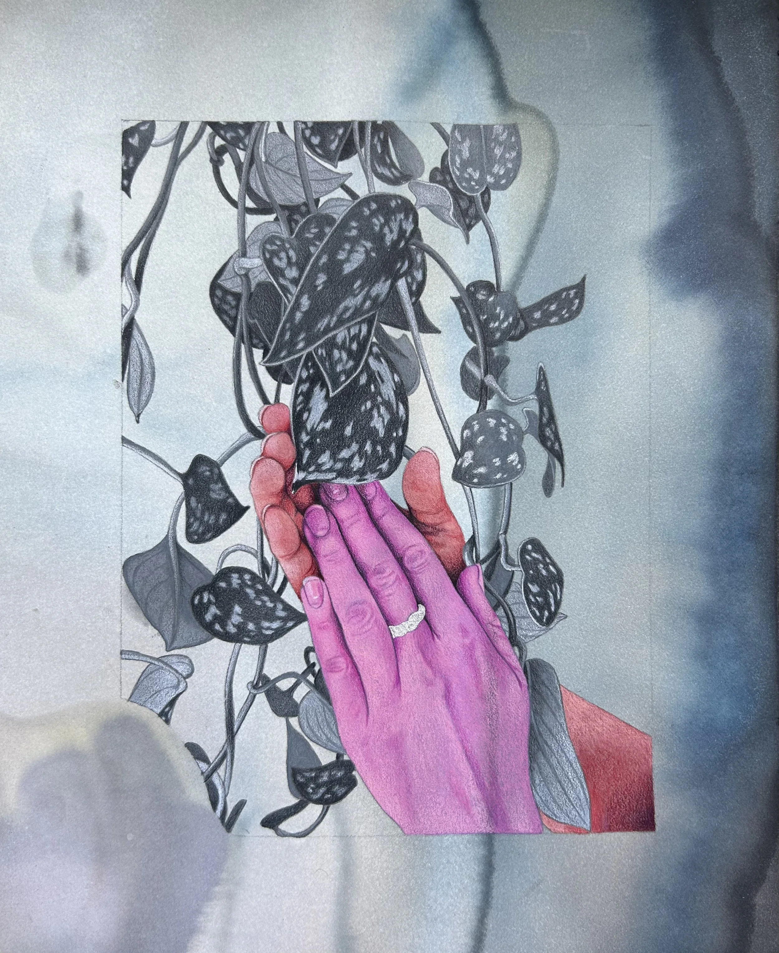 Satin Pothos In Greyscale