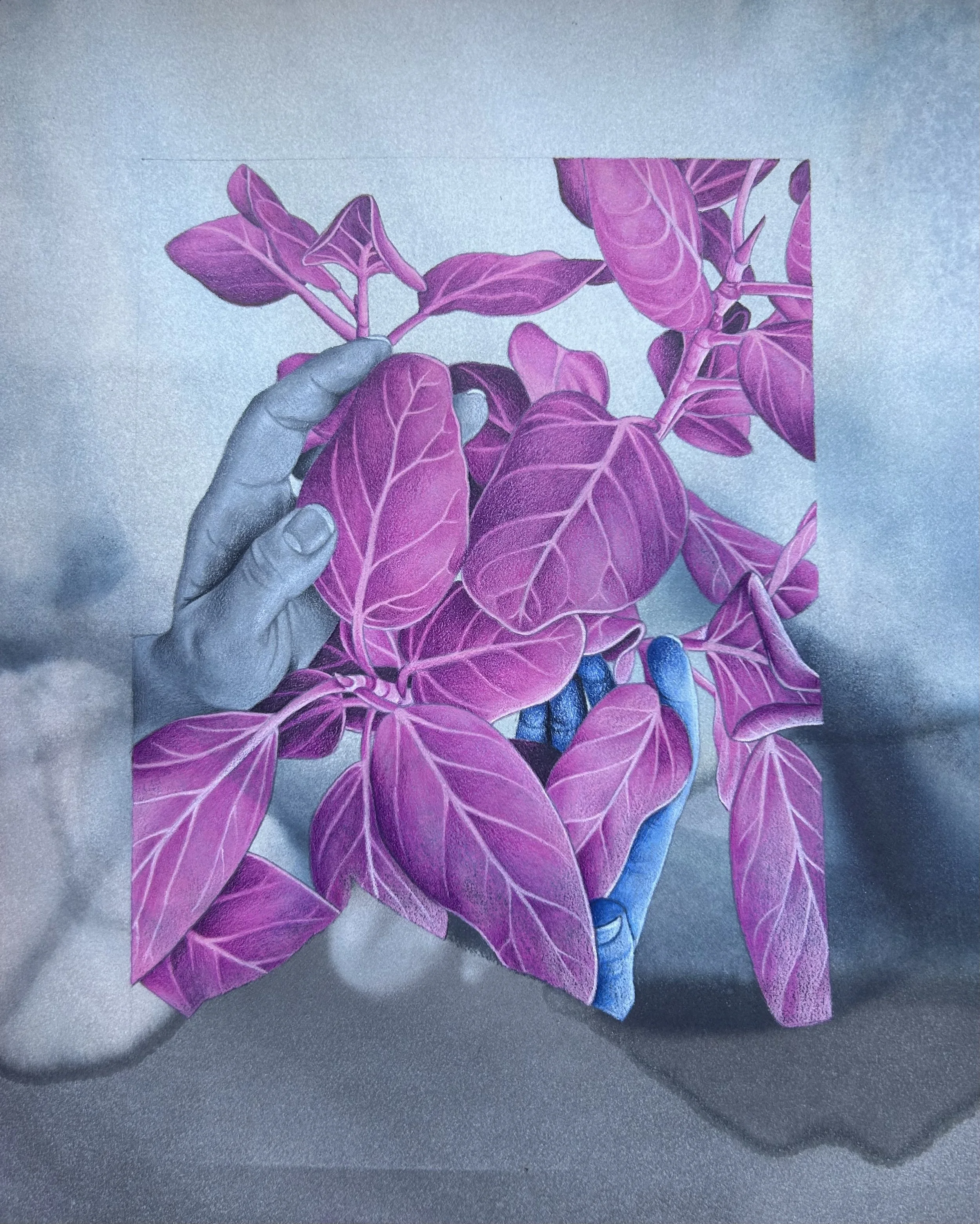 Ficus Audrey In Pink