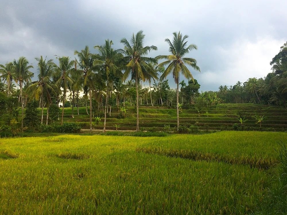 ricefield11.jpg